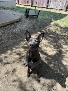 Photo of Ranch, adoptable American Staffordshire Terrier in San Antonio, Texas