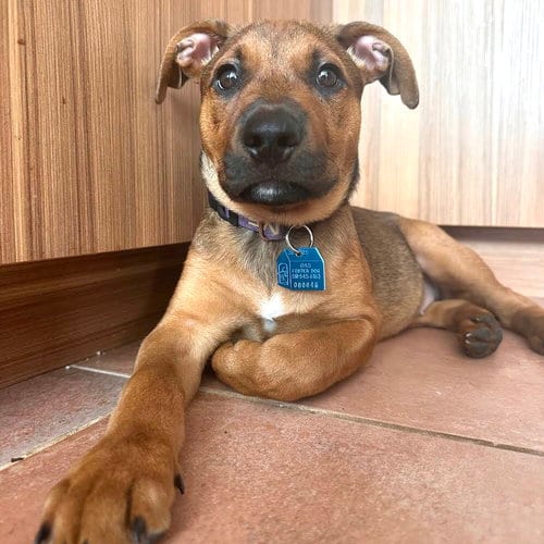 Photo of Henny Penny, adoptable Unknown breed in Oakland, California