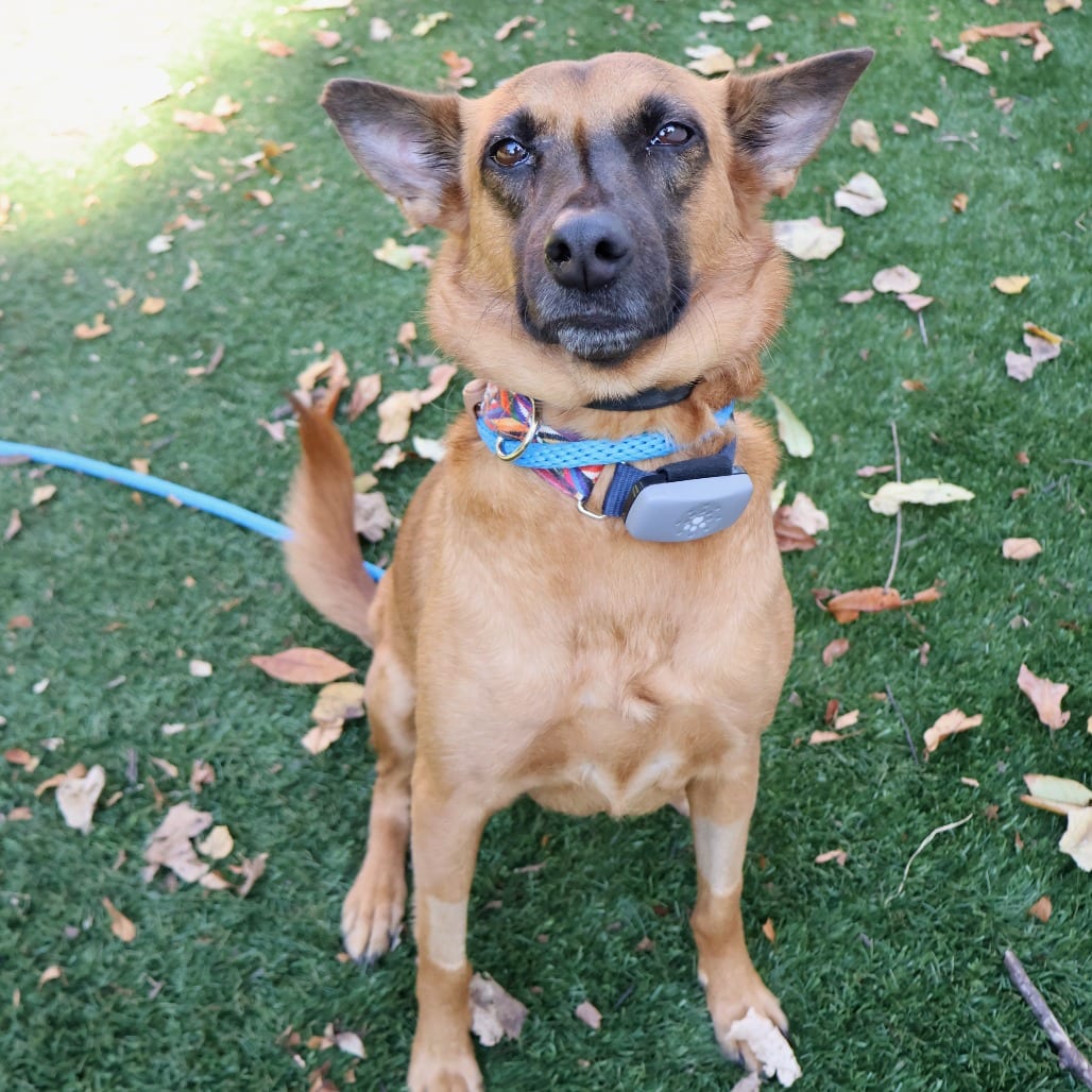 Photo of Faye, adoptable Mixed Breed (Medium) in St. Charles, Missouri