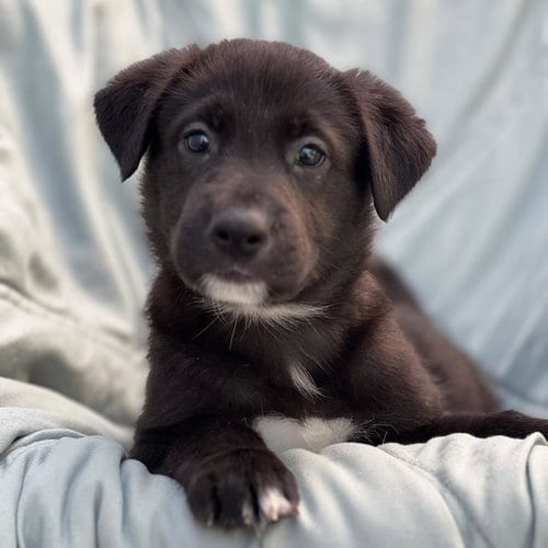 Photo of Chess Pup - Checkmate, adoptable Wirehaired Fox Terrier in San Diego, California