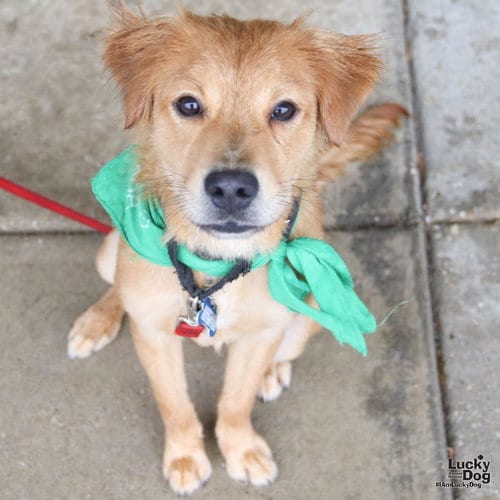 Photo of Willy Wonka, adoptable Labrador Retriever in Washington, District of Columbia