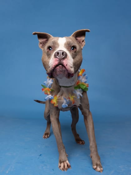Photo of Madame, adoptable dog in Atlanta, Georgia