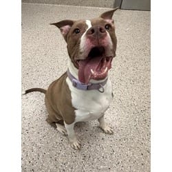Photo of Rosa, adoptable American Pit Bull Terrier in Brighton, Colorado
