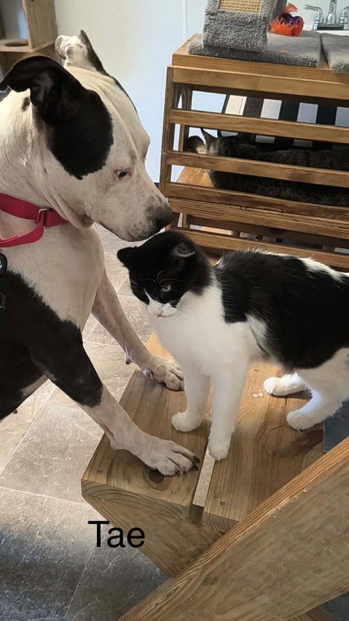Photo of Tae, adoptable American Pit Bull Terrier in Farmerville, Louisiana