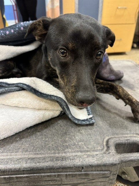 Photo of Bobby, adoptable Whippet in Miami, Florida