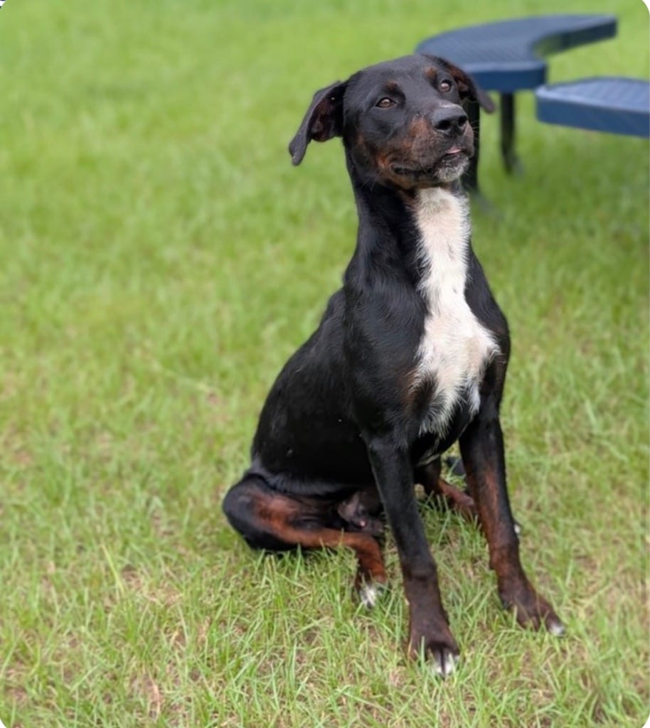 Photo of Blocks, adoptable Plott Hound in Bloomfield, Connecticut