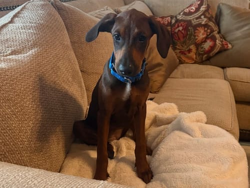 Photo of Monica~FOSTER or FOSTER TO ADOPT NEEDED, adoptable Doberman Pinscher in Andover, Minnesota