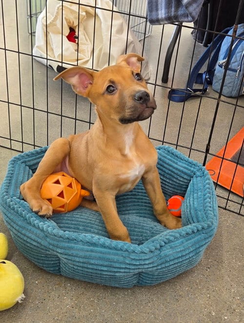 Photo of Cypher - Matrix, adoptable Shepherd in Wyoming, Michigan