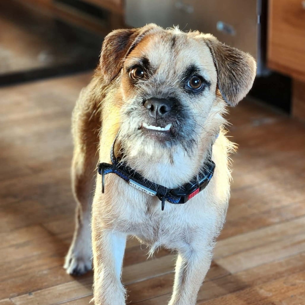 Photo of Tucker, adoptable Pug / Mixed Breed (Medium) in Alma, Wisconsin