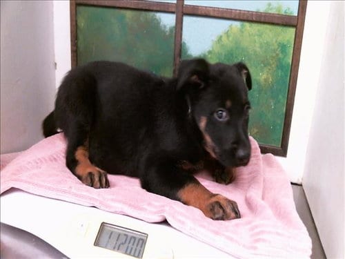 Photo of Daniela, adoptable German Shepherd Dog in Houston, Texas