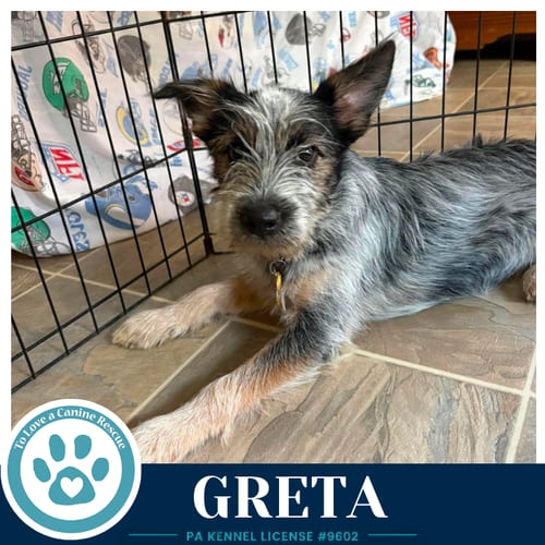 Photo of Greta (Gee Pups) 082226, adoptable Shih Tzu in Kimberton, Pennsylvania