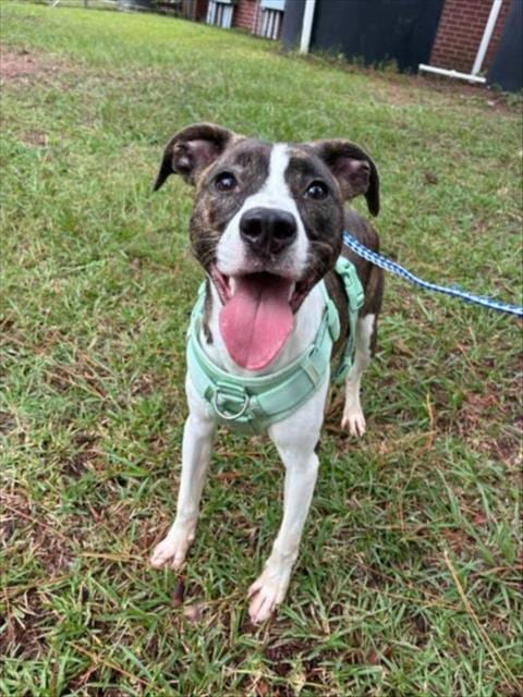 Photo of A525192, adoptable Pit Bull Terrier in Wilmington, North Carolina