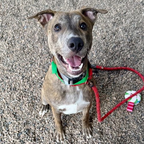 Photo of Cooper, adoptable Dutch Shepherd in Mesa, Arizona