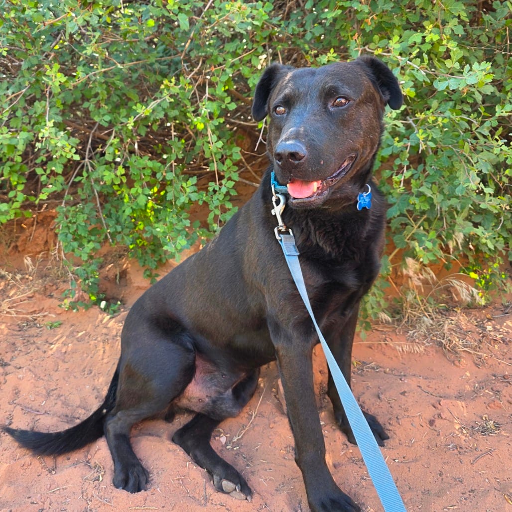 Photo of Chuck, adoptable Retriever, Labrador / Mix in Kanab, Utah
