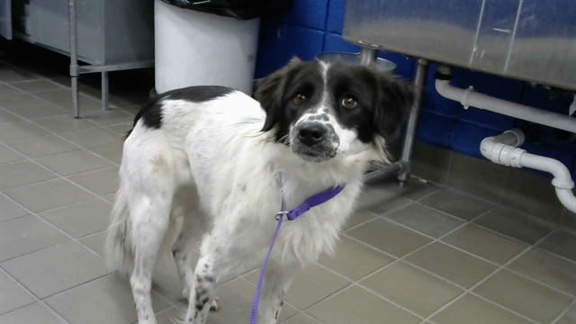 Photo of Sage, adoptable Border Collie and Cocker Spaniel in Albuquerque, New Mexico