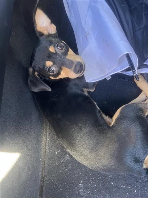Photo of Tommy, adoptable Miniature Pinscher in San Antonio, Texas