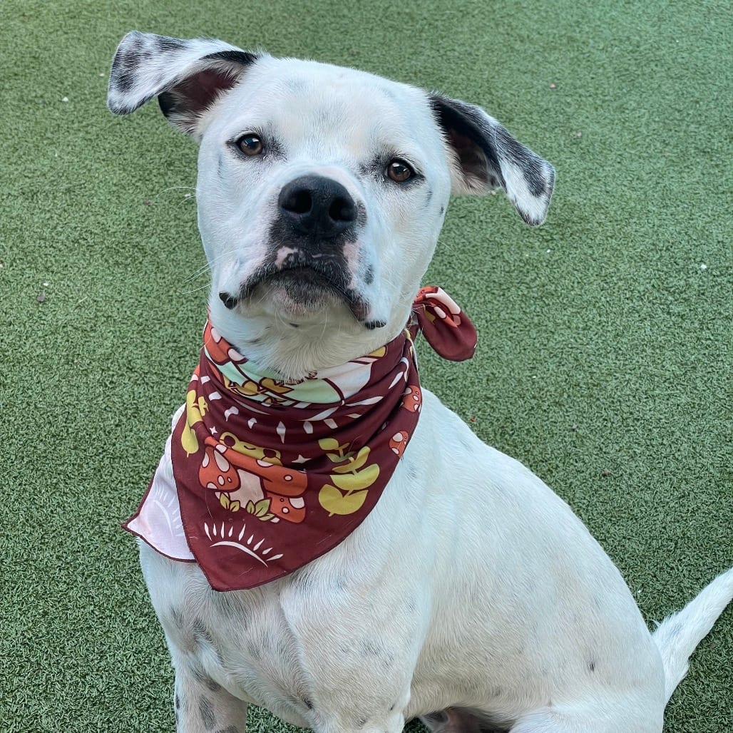 Photo of Tucker, adoptable Mixed Breed (Medium) in Jacksonville, North Carolina