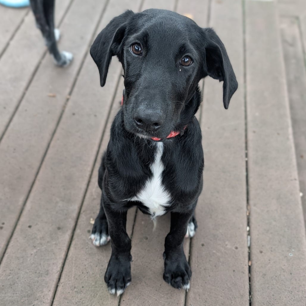 Photo of Ethan D71164, adoptable Retriever, Black Labrador / Poodle in Minnesota, Minnesota