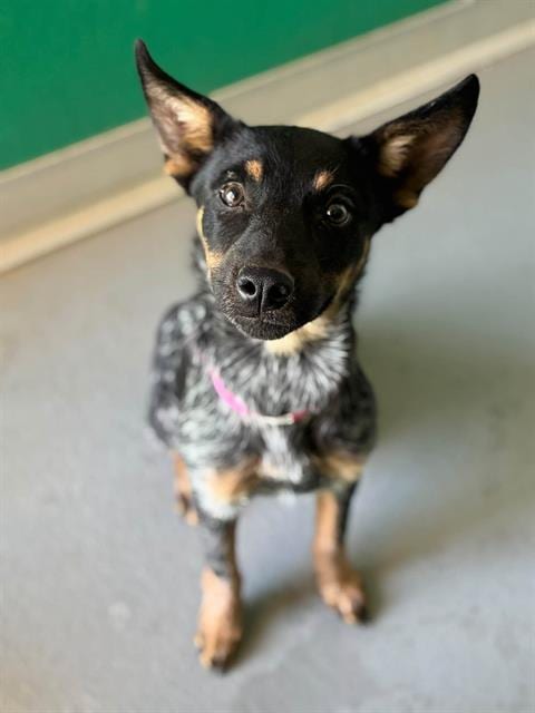 Photo of A256541, adoptable Queensland Heeler in Visalia, California
