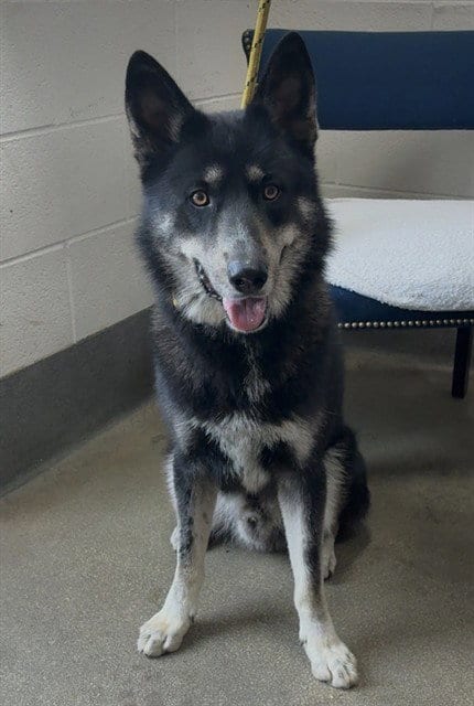 Photo of Martin, adoptable German Shepherd Dog in Forestville, Maryland