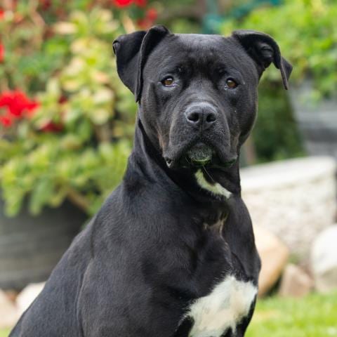 Photo of Athena, adoptable Pit Bull Terrier in Camarillo, California