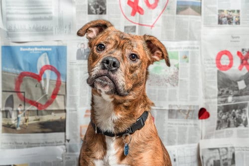 Photo of Moe, adoptable Unknown breed (short coat) in Wauconda, Illinois