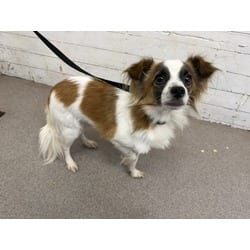 Photo of Apollo, adoptable Papillon in San Bernardino, California