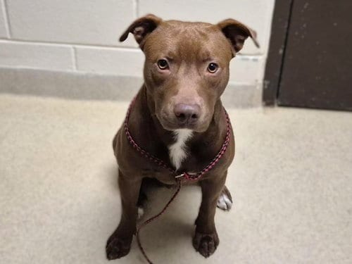 Photo of Little Bear, adoptable Pit Bull Terrier in Chapel Hill, North Carolina