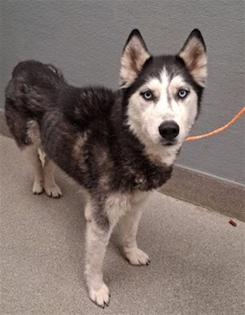 Photo of Rogue, adoptable Husky in Las Vegas, Nevada