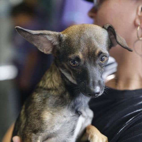 Photo of Twister, adoptable Terrier in San Antonio, Texas