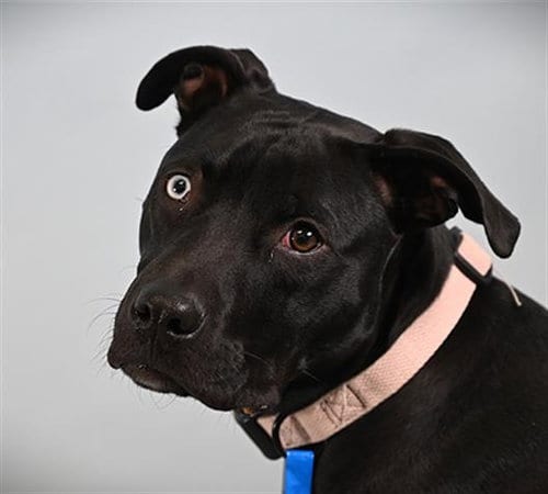 Photo of Latso, adoptable Labrador Retriever in Fort Collins, Colorado