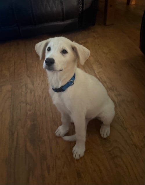 Photo of Poe, adoptable Great Pyrenees in Dallas, Texas