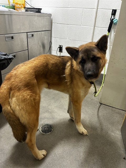 Photo of Starla, adoptable German Shepherd Dog in Forestville, Maryland