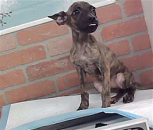 Photo of Maisie, adoptable Staffordshire Bull Terrier in Houston, Texas