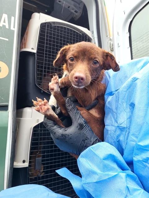 Photo of Opal, adoptable Terrier in San Antonio, Texas