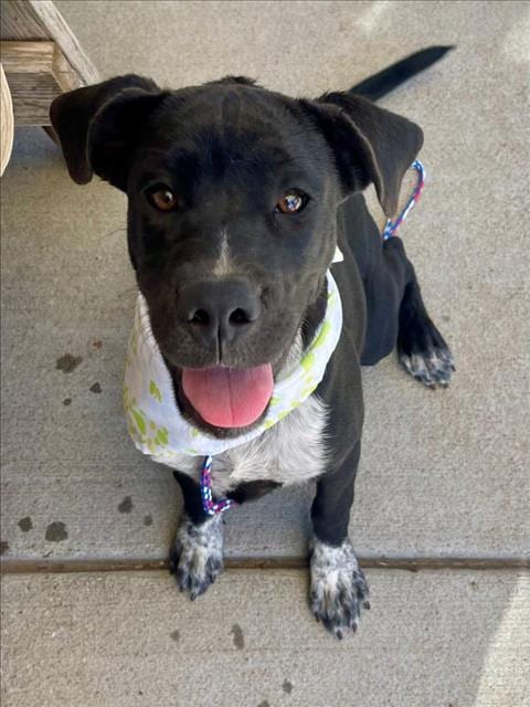Photo of Jill, adoptable Labrador Retriever in Tulsa, Oklahoma