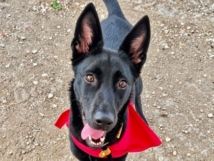 Photo of Pistachio, adoptable dog in Georgetown, Texas