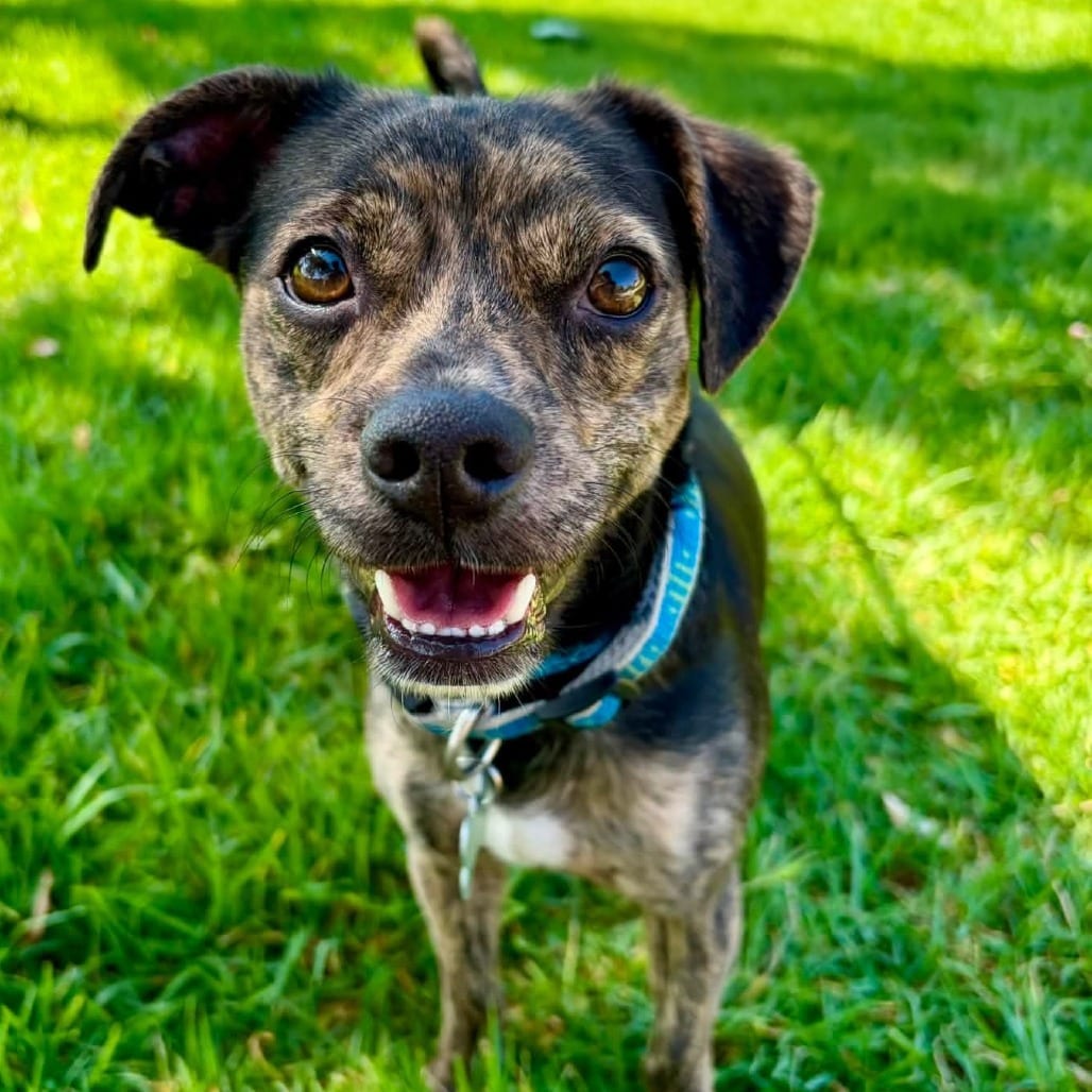 Photo of Bronson - City of Industry Location, adoptable Terrier / Dachshund