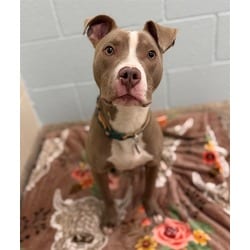Photo of Kevin, adoptable American Pit Bull Terrier in Brighton, Colorado