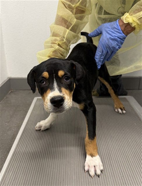 Photo of Donkey, adoptable American Pit Bull Terrier in Mesa, Arizona