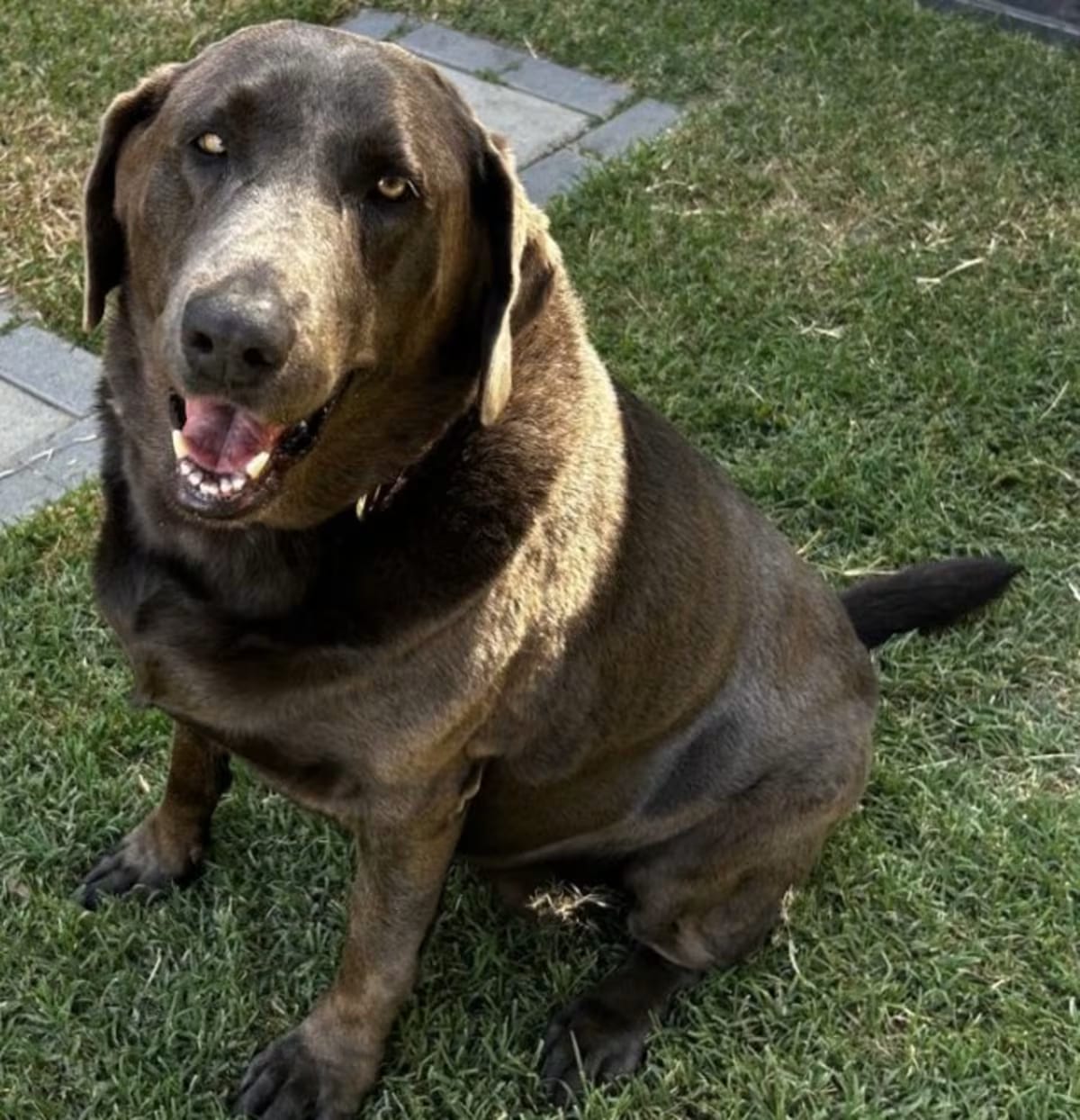 Photo of Coco Chanel, adoptable Labrador Retriever in Beverly Hills, California