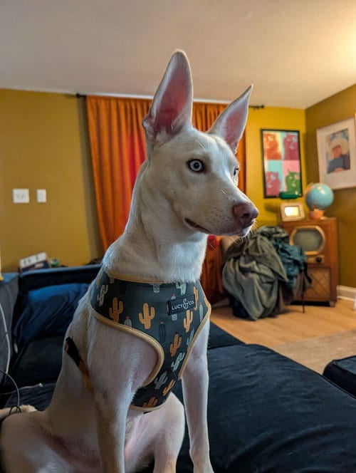 Photo of Hugo, adoptable Husky in Springdale, Pennsylvania