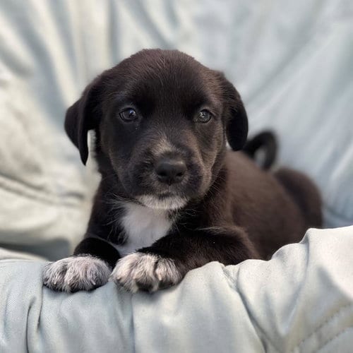 Photo of Chess Pup - Knight, adoptable Wirehaired Fox Terrier in San Diego, California