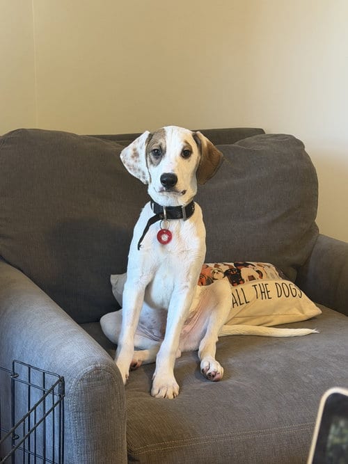 Photo of Broccoli (m), adoptable Hound in Nashville, Tennessee
