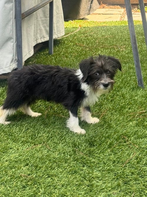 Photo of Gigi, adoptable Terrier in Dana Point, California