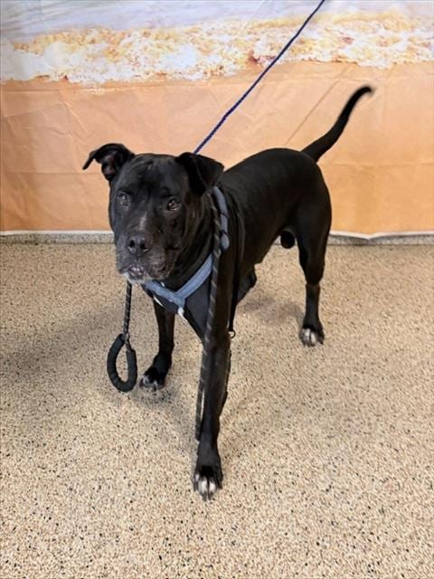 Photo of Bruno, adoptable American Pit Bull Terrier in Miami, Florida