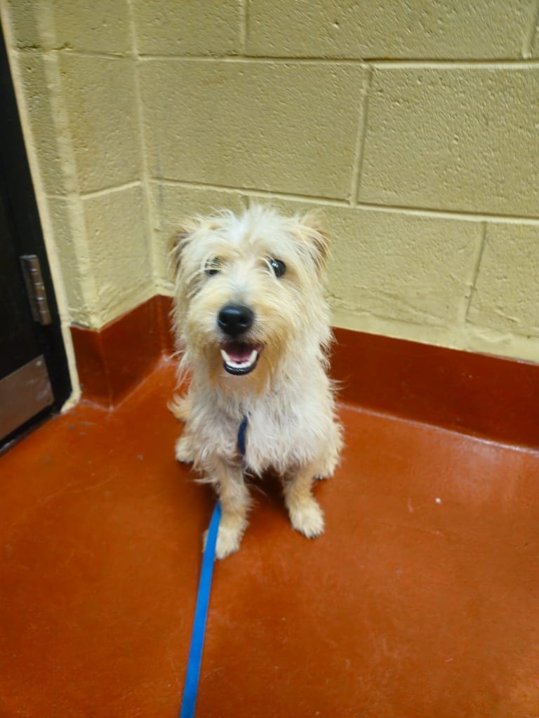 Photo of Benji, adoptable Mixed Breed in Douglasville, Georgia