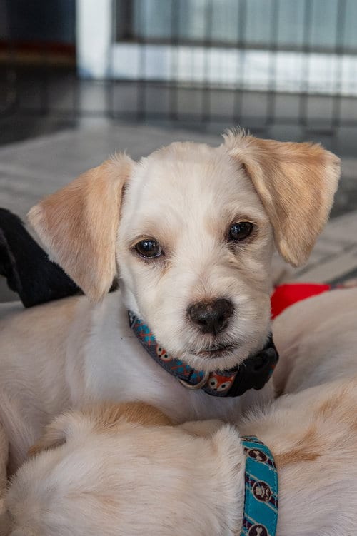 Photo of Farley, adoptable Cocker Spaniel in Mundelein, Illinois