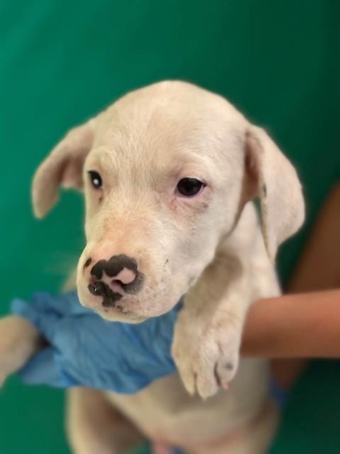 Photo of A256297, adoptable Australian Cattle Dog/Blue Heeler in Visalia, California