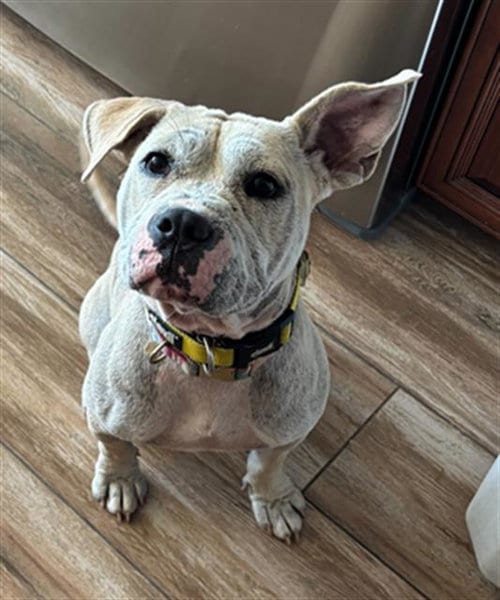 Photo of Leona- In Foster, adoptable Pit Bull Terrier in Redlands, California